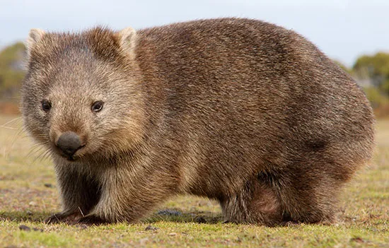 A common wombat walking through the grass of a meadow